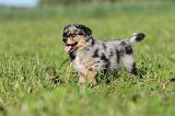 BERGER AUSTRALIEN PUPPIES 175